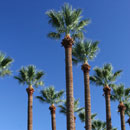 AZ Palms